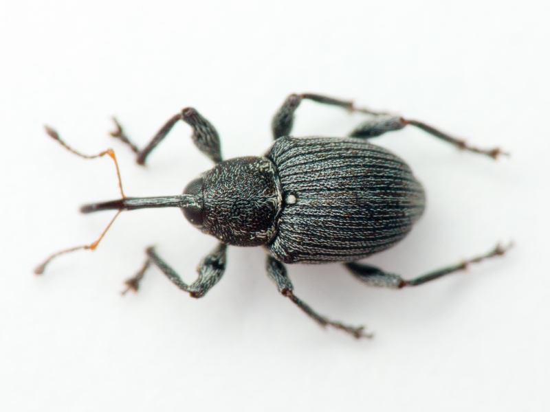 Archarius salicivorus (Paykull, 1792)